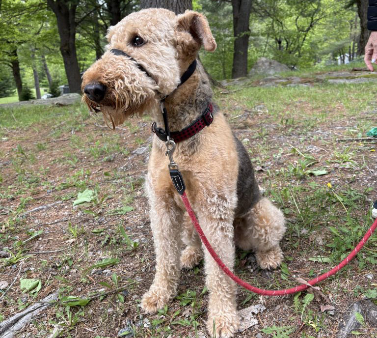 Dog at Bonnie Lake Resort